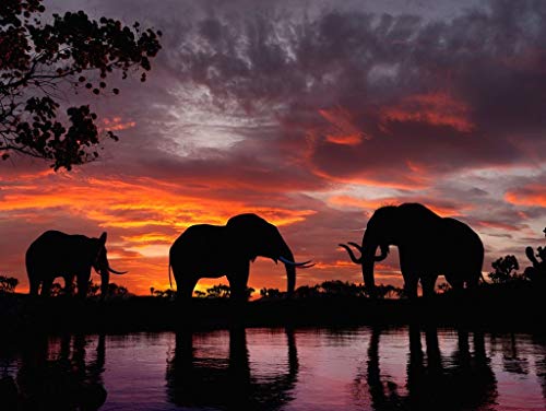 Lais Puzzle Elefantes en la Puesta de Sol sobre un río 1000 Piezas