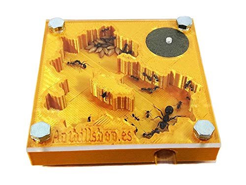 Anthillshop.es Hormigueros educativos 3D 7x7 Color Oro con Caja de forrajeo (Hormigas Incluidas Gratis, de 20 a 30 obreras).