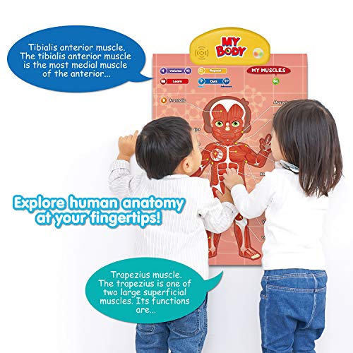 BEST LEARNING i-Poster mi Cuerpo - Juego Educativo Interactivo de anatomía Humana para Aprender Partes del Cuerpo, órganos, músculos y Huesos para niños de 5 a 12 años (Versión en inglés)
