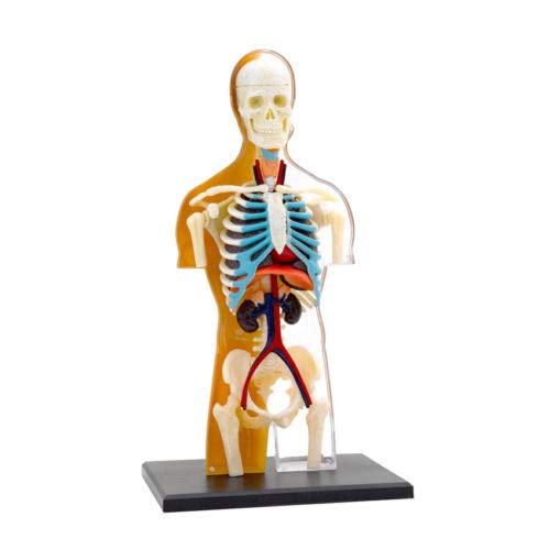 Thames & Kosmos 260830 Juguete Modelo anatomía de Cuerpo Humano, Multi