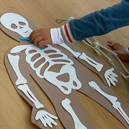Defieltro Cuerpo Humano de Fieltro con Huesos y Órganos - Juguete Educativo - A Partir de 2 Años