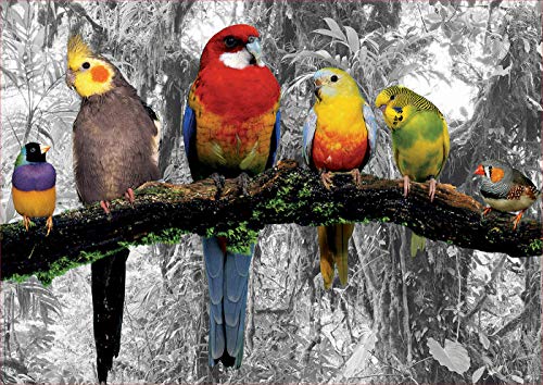 Educa Borras - Serie Coloured B&W, Puzzle 500 piezas Pájaros en la jungla (17984)