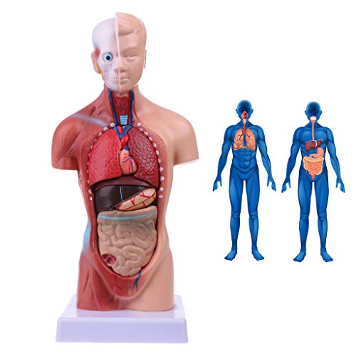 Junlinto, Cuerpo Humano del Cuerpo del Torso Anatomía Anatómica Médica Órganos internos para la enseñanza