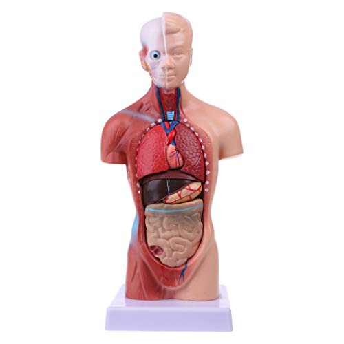 Junlinto, Cuerpo Humano del Cuerpo del Torso Anatomía Anatómica Médica Órganos internos para la enseñanza