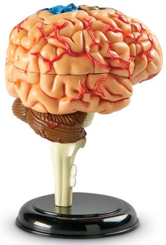 Learning Resources - Cerebro educativo (9,6 cm)