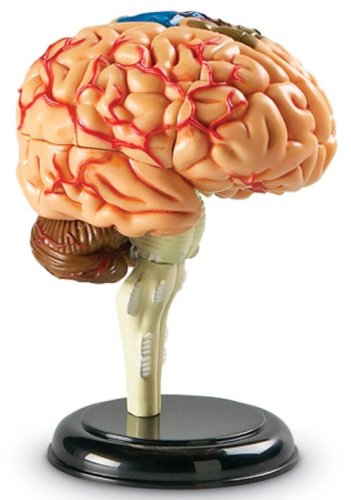 Learning Resources - Cerebro educativo (9,6 cm)