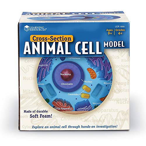 Learning Resources-Modelo de célula Animal con sección Transversal, Color ler1900