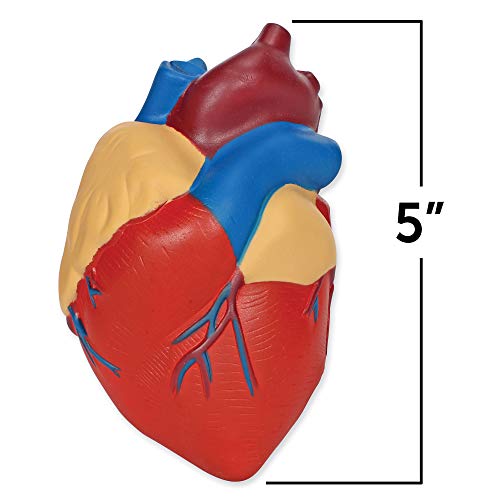 Learning Resources- Modelo del corazón Humano con sección Transversal, Color (LER1902)