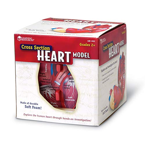Learning Resources- Modelo del corazón Humano con sección Transversal, Color (LER1902)