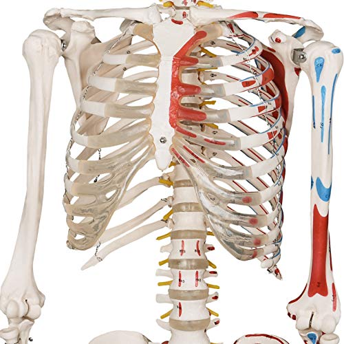 Modelo Anatómico de Esqueleto 181,5 cm - con Músculos y con Partes Móviles, Incluye Póster Gráfico, Funda, Soporte con Ruedas - Modelo Médico Humano de Tamaño Real