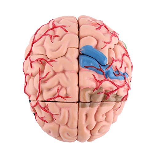 Modelo Anatómico del Cerebro Humano Científico Anatomía Desmontado Herramienta de Enseñanza Médica Cerebro Arterias Laboratorio escolar Modelo de Estudio Equipo