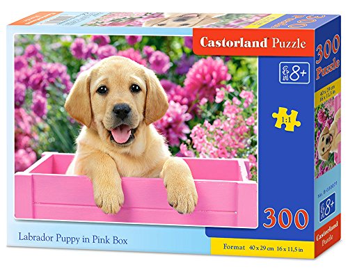 Castorland Labrador Puppy in Pink Box 300 pcs Puzzle - Rompecabezas (Puzzle Rompecabezas, Fauna, Niños, Perro, Niño/niña, 8 año(s))