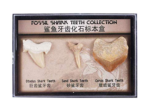 Juego de 3 fósiles de dientes de tiburón auténticos prehistóricos reales con tarjeta, diente de tiburón Megalodon, diente de tiburón arena y dientes de tiburón helicoprion para colección y educación