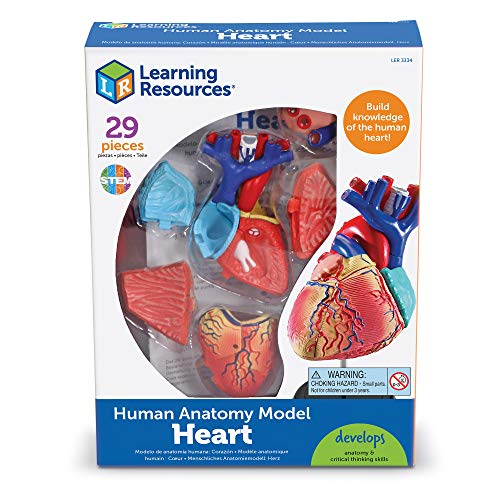 Learning Resources- Modelo anatómico del corazón, Color (LER3334)