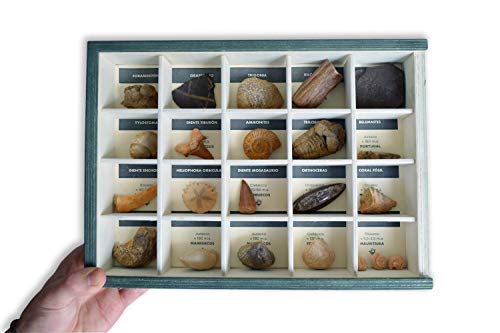 MINERALES Y FOSILES NANO Colección de 20 Fósiles del Mundo Premium en Caja de Madera Natural - Fósiles Reales educativos de Gran tamaño con Hoja de descripción. Kit Geología para niños