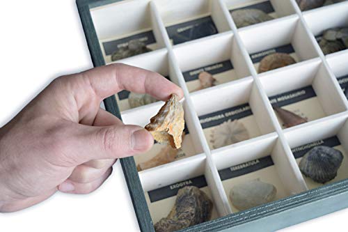 MINERALES Y FOSILES NANO Colección de 20 Fósiles del Mundo Premium en Caja de Madera Natural - Fósiles Reales educativos de Gran tamaño con Hoja de descripción. Kit Geología para niños