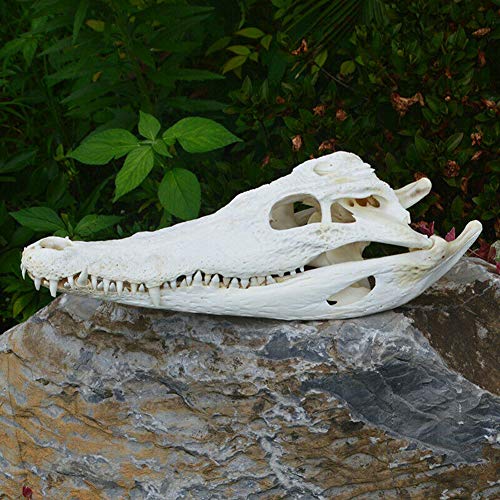 VIEUR Real Cocodrilo Cráneo Anfibios Reptil taxidermia 15-30cm (De la Granja) Enseñanza Médica de Investigación, Regalo cráneo, Los especímenes de Animales Exquisita