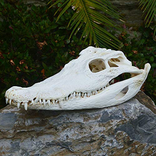 VIEUR Real Cocodrilo Cráneo Anfibios Reptil taxidermia 15-30cm (De la Granja) Enseñanza Médica de Investigación, Regalo cráneo, Los especímenes de Animales Exquisita