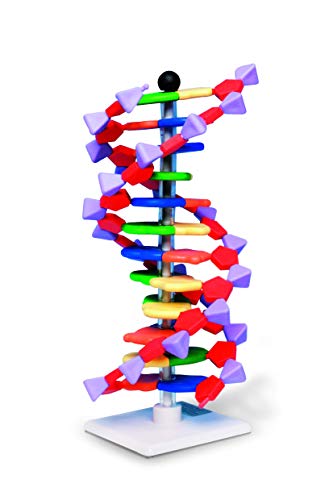 Modelo de doble hélice de ADN, 12 segmentos, miniDNA® Kit