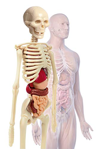 Clementoni-Galileo Science Cuerpo Humano Mini Set de experimentación para niños a Partir de 8 años, Juguete para comprender la anatomía, los órganos y los Esqueletos, Multicolor (69489)