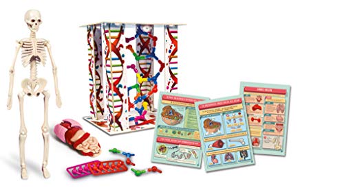 Clementoni-Galileo Science Cuerpo Humano Mini Set de experimentación para niños a Partir de 8 años, Juguete para comprender la anatomía, los órganos y los Esqueletos, Multicolor (69489)