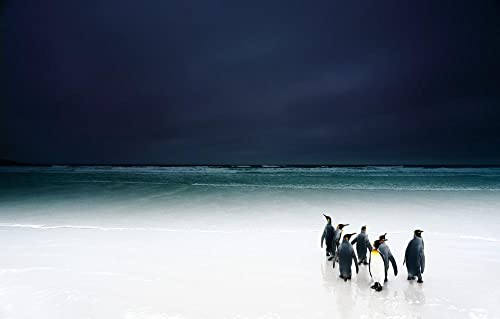 LHJOY Puzzle 1000 Piezas Aves De Playa Pingüinos del Océano 75X50Cm