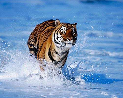 Lsping Puzzle 1000 Piezas Adultos Tigre de Bengala Panthera Tigris Tigris
