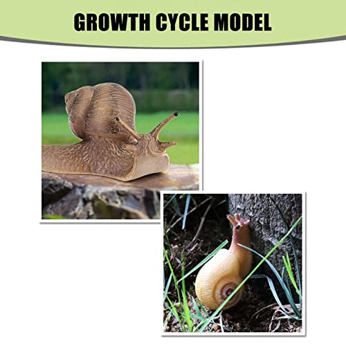 Zerodis Modelo de Ciclo de Crecimiento de Caracol, Modelo de Insecto de Juguete Modelo de Ciclo de Vida Juguetes educativos de Aprendizaje de cognición para niños pequeños
