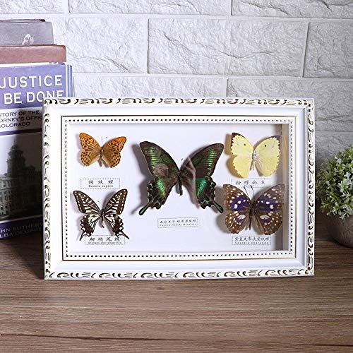 Mariposa enmarcada real, Exhibición de muestras de mariposas con marco blanco y negro Taxidermia Decoración para el hogar-5 Colección de especies vívidas para vacaciones y cumpleaños(Marco blanco)