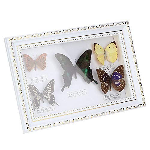 Mariposa enmarcada real, Exhibición de muestras de mariposas con marco blanco y negro Taxidermia Decoración para el hogar-5 Colección de especies vívidas para vacaciones y cumpleaños(Marco blanco)