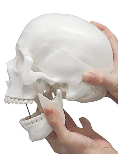 Modelo de Cráneo Humano, Modelo Anatómico de 3 Piezas a Tamaño Real con Plantilla a Color del Cráneo Humano para Estudiantes de Medicina o Cursos de Anatomía Humana