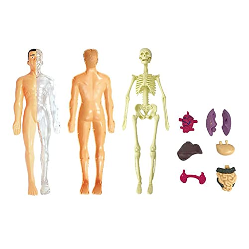 Sharplace Modelo de Cuerpo Humano, Herramientas de Aprendizaje de Demostración para El Aula de Ciencias, Pantalla Realista de Anatomía Humana para Niños, Recurs - Modelos de anatomía