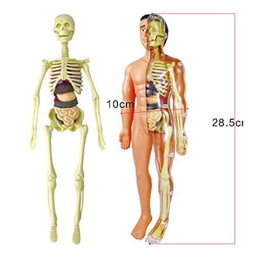 Sharplace Modelo de Cuerpo Humano, Herramientas de Aprendizaje de Demostración para El Aula de Ciencias, Pantalla Realista de Anatomía Humana para Niños, Recurs - Modelos de anatomía
