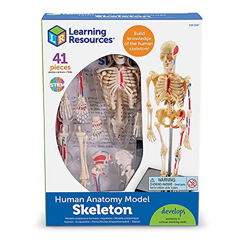 Learning Resources - Figura educativa de esqueleto humano