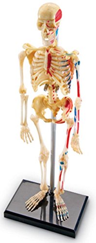 Learning Resources - Figura educativa de esqueleto humano