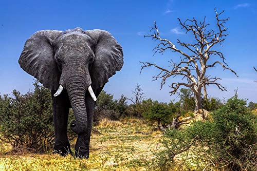 Lsping Puzzle niños 1000 Piezas Elefantes-África-Okavango-Delta-Safari-Botswana 50x70cm