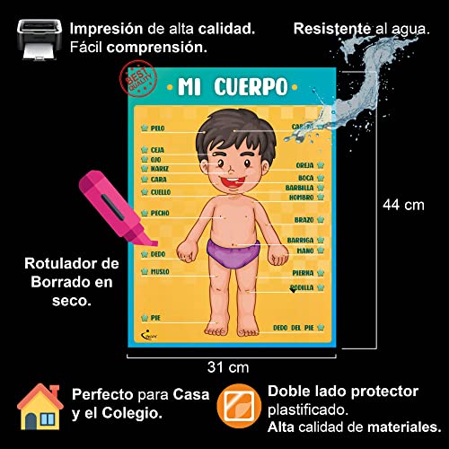 Profit Carteles educativos Cuerpo Humano – Posters Infantil Preescolar para niños en español, inglés. Partes del Cuerpo, Huesos, órganos y músculos. Descubre cómo Funciona Nuestro Cuerpo.