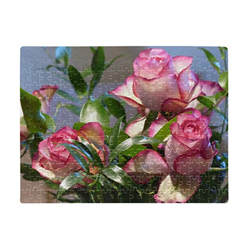 Generies Tamaño A3 252 Piezas Juegos de Rompecabezas para Adultos Rose Ecuador Rose Rosa Flor Decorativa Bloom Juegos de Rompecabezas 15.63 X 11.81 Pulgadas Rompecabezas de cartón para niños Adultos
