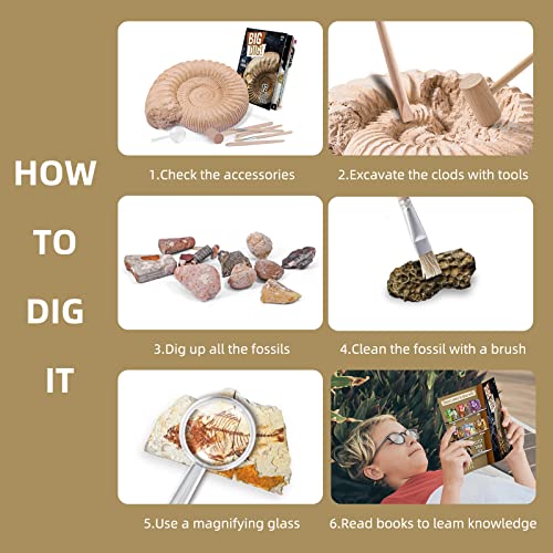 JTSGHRZ Dig Kit Dige 12 Fósiles Reales con Kit De Excavación Arqueología De Ciencias De Mineral Juguete Educativo Fósiles de Arqueología para Geología Entusiastas De Cualquier Edad,Brown