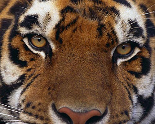 Lsping puzles Adulto de 1000 Piezas Panthera Tigris