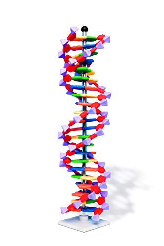 Modelo de doble hélice de ADN Molymod, 22 segmentos, kit miniDNA