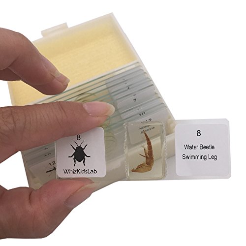 WhizKidsLab Set 12 Diapositivas para Microscopio Preparadas con Partes de Insectos Espécimen Real de Escarabajo Kit de Ciencias Tarjetas Stem