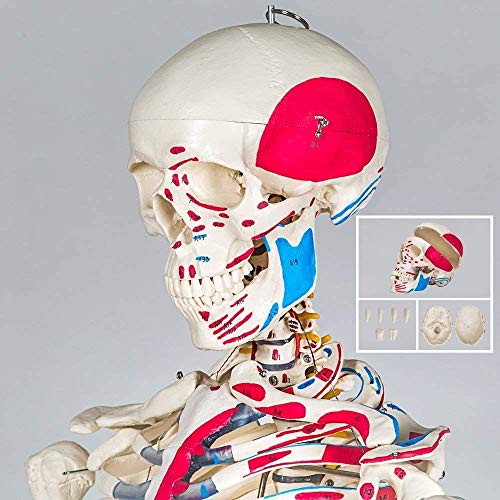 Anatomy Model 85CM-Skeleton Skeleton Anatomical Model Human Grandeur Nature for Teaching Clinics Hospitallers 1/2 Body Size High Fidelity