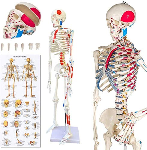 Anatomy Model 85CM-Skeleton Skeleton Anatomical Model Human Grandeur Nature for Teaching Clinics Hospitallers 1/2 Body Size High Fidelity