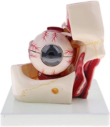 ATAAY 3X Esfera de Ojo Humano/Modelo de Estructura de nervio/córnea/Iris para enseñanza de anatomía óptica