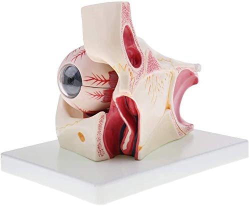 ATAAY 3X Esfera de Ojo Humano/Modelo de Estructura de nervio/córnea/Iris para enseñanza de anatomía óptica