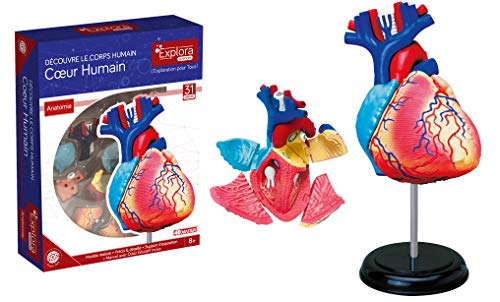 EXPLORA - Corazón - Anatomía del Cuerpo Humano - 546052 - Modelo Realista de 31 Piezas - Instrucciones de Ensamblaje y Cuestionario Educativo - Juego para Niños - Científico - A Partir de 8 años