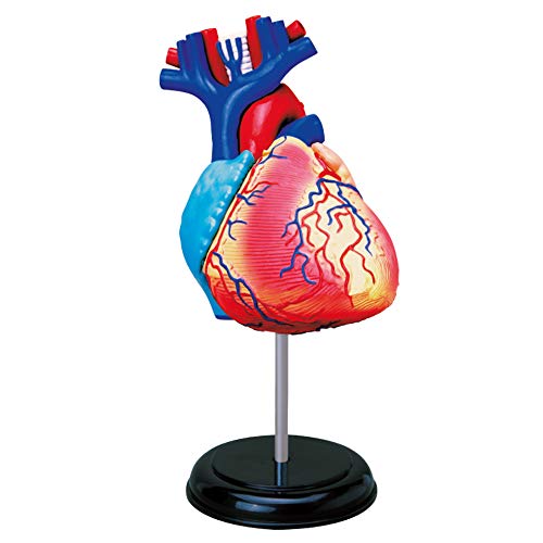 EXPLORA - Corazón - Anatomía del Cuerpo Humano - 546052 - Modelo Realista de 31 Piezas - Instrucciones de Ensamblaje y Cuestionario Educativo - Juego para Niños - Científico - A Partir de 8 años