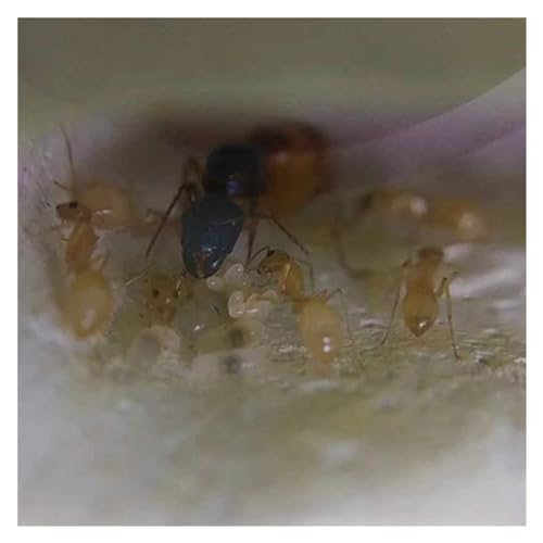 Granja de hormigas Castillo de hormigas acrílico, granja nido de hormigas, fácil de observar, taller ecológico natural, terrario de hormigas, hábitat de hormigas, juguetes for niños Kit de aprendizaje