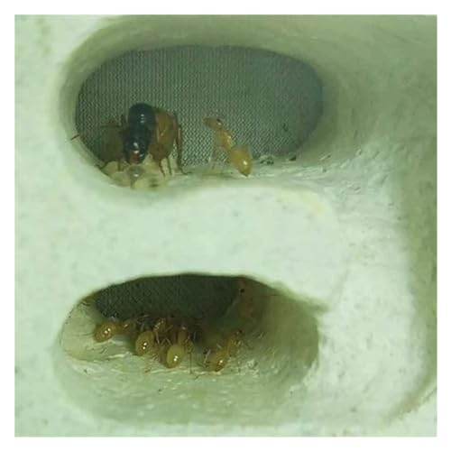 Granja de hormigas Castillo de hormigas acrílico, granja nido de hormigas, fácil de observar, taller ecológico natural, terrario de hormigas, hábitat de hormigas, juguetes for niños Educar ( Color : B